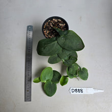 Load image into Gallery viewer, #D888 Rhaphidophora Korthalsii