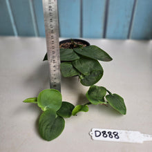 Load image into Gallery viewer, #D888 Rhaphidophora Korthalsii