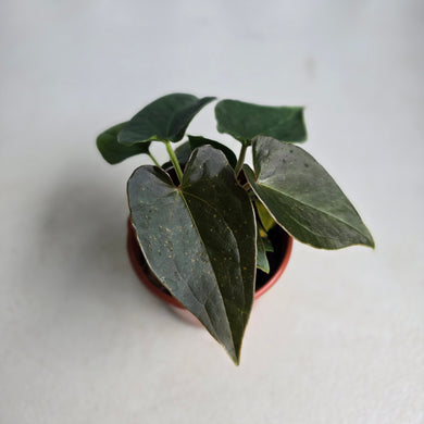 #D448 Three x Anthurium Black Panther x Luxurians