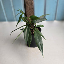 Load image into Gallery viewer, #D88 Rhaphidophora Petrieana