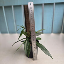 Load image into Gallery viewer, #D88 Rhaphidophora Petrieana