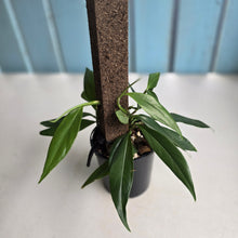 Load image into Gallery viewer, #D88 Rhaphidophora Petrieana