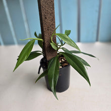 Load image into Gallery viewer, #D88 Rhaphidophora Petrieana