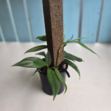 Load image into Gallery viewer, #D88 Rhaphidophora Petrieana