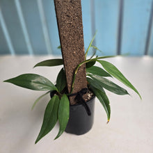 Load image into Gallery viewer, #D88 Rhaphidophora Petrieana