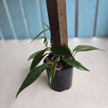 Load image into Gallery viewer, #D88 Rhaphidophora Petrieana