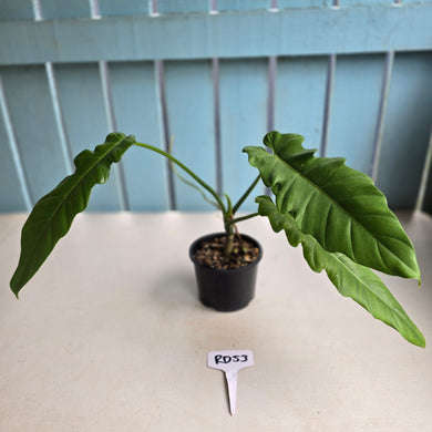 #RD53 Philodendron Bernardopazii x Bob Cee
