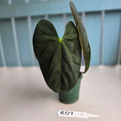 #RD7 Anthurium Papillilaminum x
