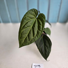 Load image into Gallery viewer, #D73 Anthurium Dark Complex