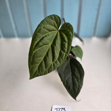 Load image into Gallery viewer, #D73 Anthurium Dark Complex