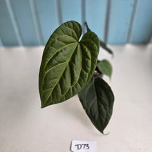 Load image into Gallery viewer, #D73 Anthurium Dark Complex