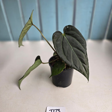 #D73 Anthurium Dark Complex