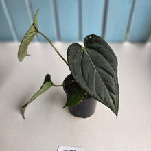 Load image into Gallery viewer, #D73 Anthurium Dark Complex