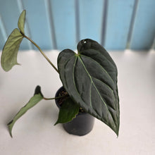 Load image into Gallery viewer, #D73 Anthurium Dark Complex