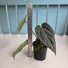 Load image into Gallery viewer, #D73 Anthurium Dark Complex