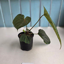 Load image into Gallery viewer, #D73 Anthurium Dark Complex