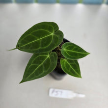 Load image into Gallery viewer, #P57 Two x Headed Anthurium Forgetii x