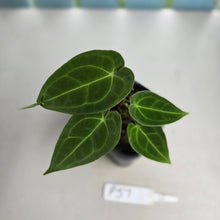 Load image into Gallery viewer, #P57 Two x Headed Anthurium Forgetii x