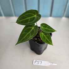 Load image into Gallery viewer, #P57 Two x Headed Anthurium Forgetii x