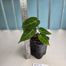 Load image into Gallery viewer, #P57 Two x Headed Anthurium Forgetii x