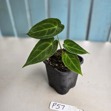 Load image into Gallery viewer, #P57 Two x Headed Anthurium Forgetii x