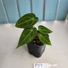 Load image into Gallery viewer, #P57 Two x Headed Anthurium Forgetii x