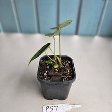 Load image into Gallery viewer, #P57 Two x Headed Anthurium Forgetii x