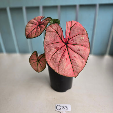 #G33 Caladium The Scarlet Girl