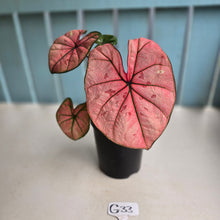 Load image into Gallery viewer, #G33 Caladium The Scarlet Girl