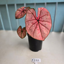 Load image into Gallery viewer, #G33 Caladium The Scarlet Girl