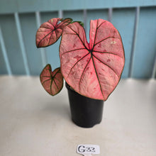 Load image into Gallery viewer, #G33 Caladium The Scarlet Girl