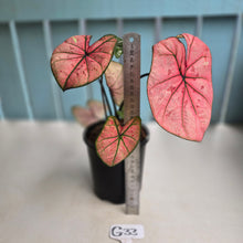 Load image into Gallery viewer, #G33 Caladium The Scarlet Girl