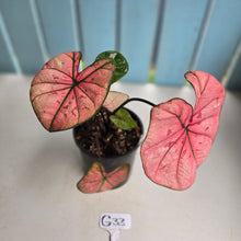 Load image into Gallery viewer, #G33 Caladium The Scarlet Girl