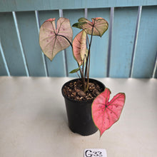 Load image into Gallery viewer, #G33 Caladium The Scarlet Girl