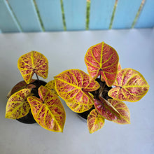 Load image into Gallery viewer, 1 x Caladium Elaine