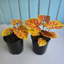 Load image into Gallery viewer, 1 x Caladium Elaine