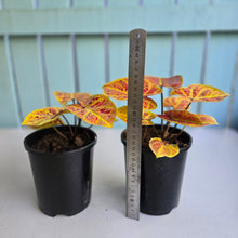 Load image into Gallery viewer, 1 x Caladium Elaine