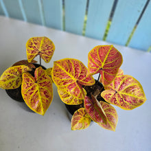Load image into Gallery viewer, 1 x Caladium Elaine