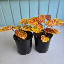 Load image into Gallery viewer, 1 x Caladium Elaine