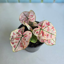 Load image into Gallery viewer, 1 x Caladium Strawberry Star