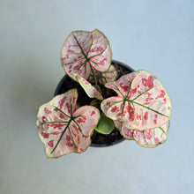 Load image into Gallery viewer, 1 x Caladium Strawberry Star