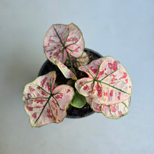 Load image into Gallery viewer, 1 x Caladium Strawberry Star