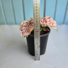 Load image into Gallery viewer, 1 x Caladium Strawberry Star