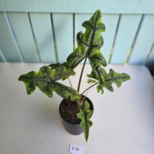 Load image into Gallery viewer, #B34 Alocasia Jacklyn