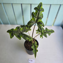 Load image into Gallery viewer, #B34 Alocasia Jacklyn