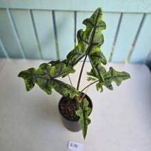Load image into Gallery viewer, #B34 Alocasia Jacklyn