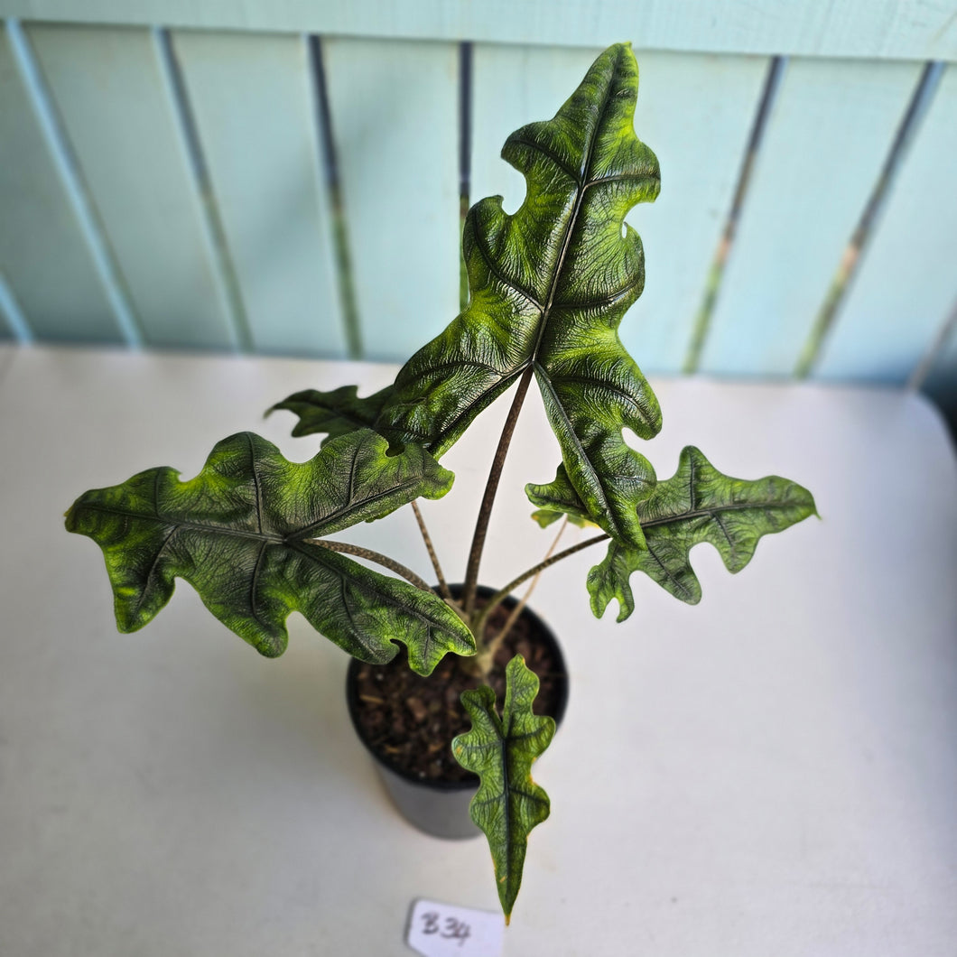 #B34 Alocasia Jacklyn
