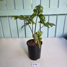 Load image into Gallery viewer, #B34 Alocasia Jacklyn