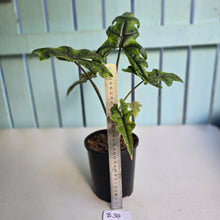 Load image into Gallery viewer, #B34 Alocasia Jacklyn
