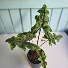 Load image into Gallery viewer, #B34 Alocasia Jacklyn